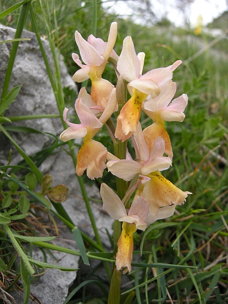 Orchis colemanii - variazioni cromatiche